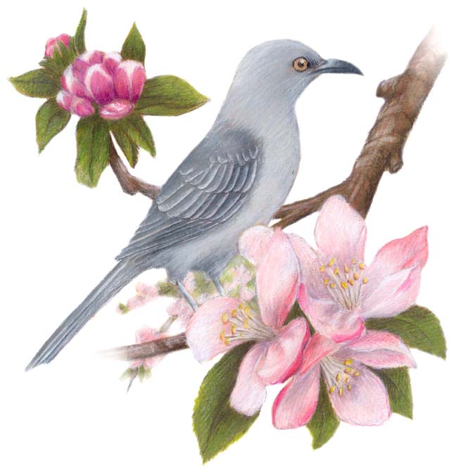 Arkansas State Bird and Flower Mockingbird / Mimus polyglottos Apple